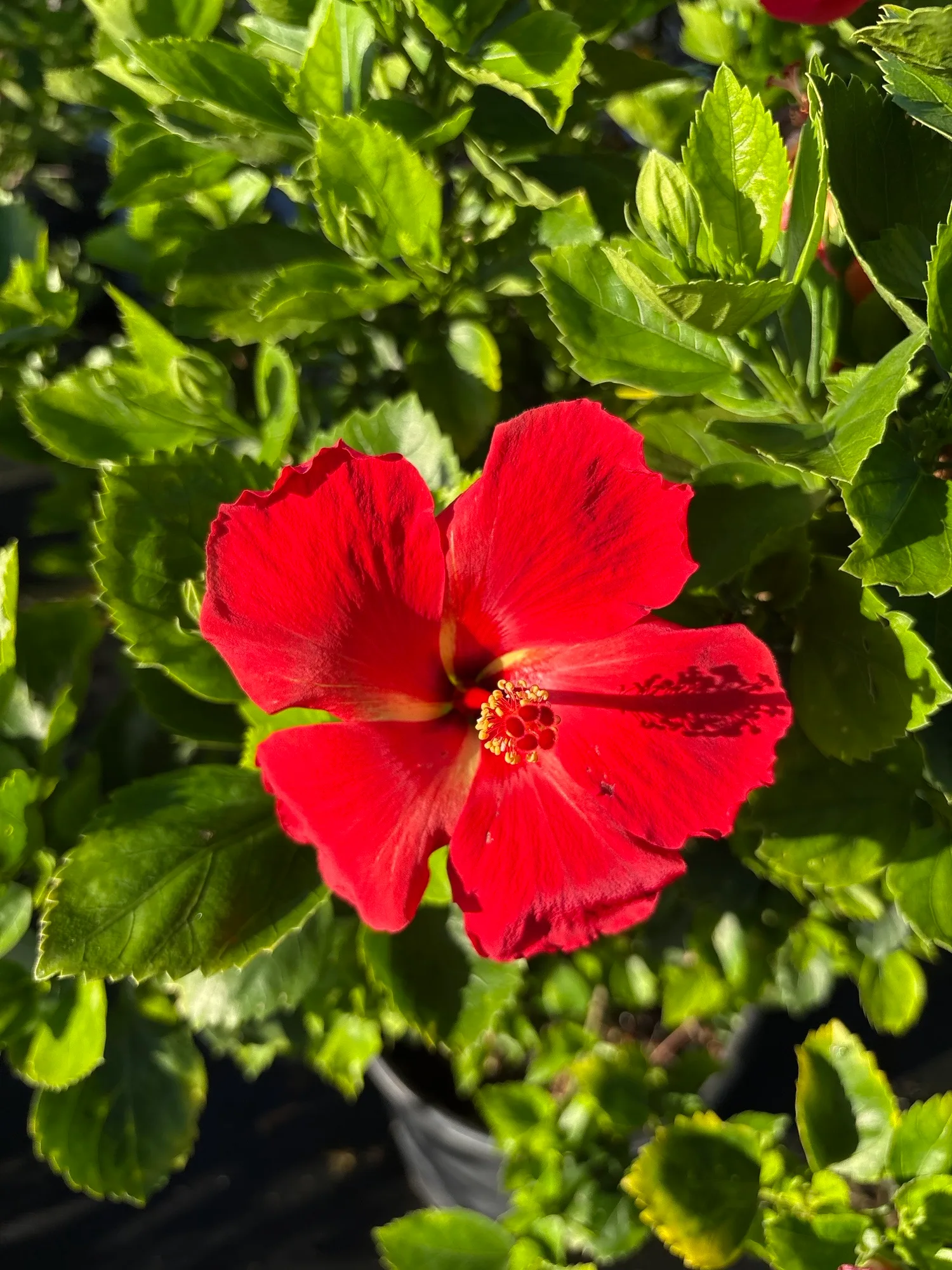 Plant inventory at Rock and Rose Nursery, Alva FL