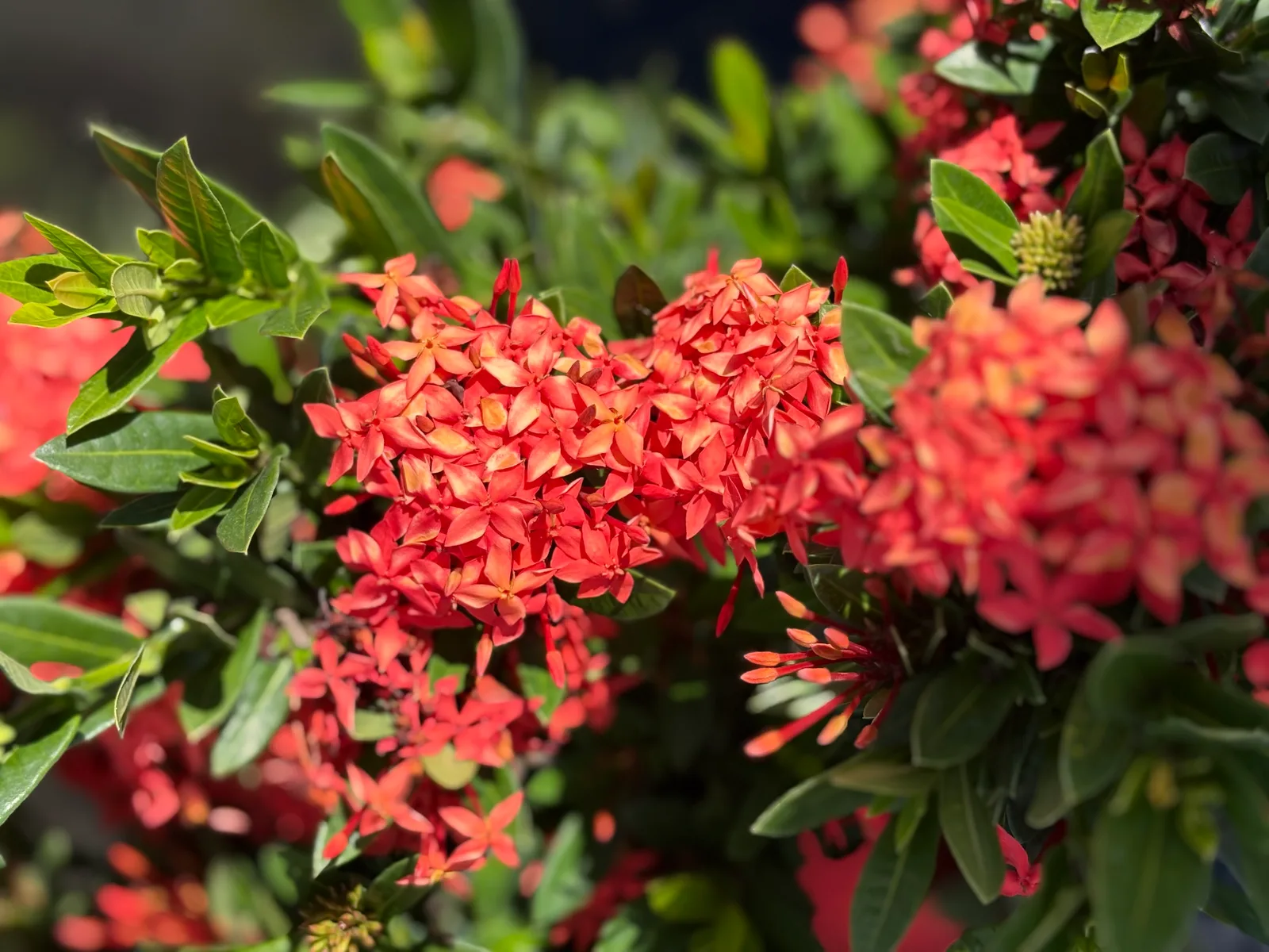 Healthy plant inventory at Rock and Rose Nursery