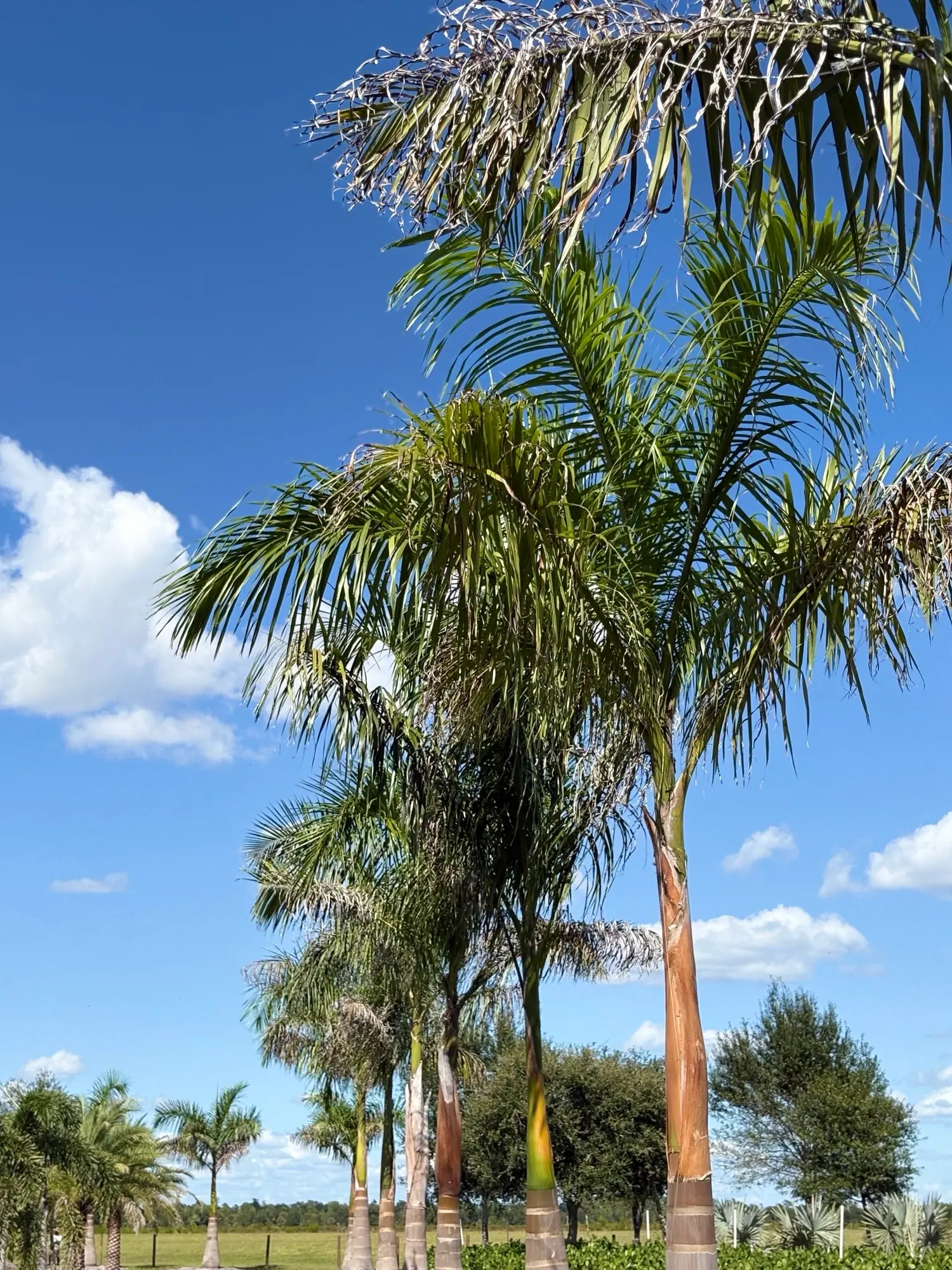 Tropical plants at Rock and Rose Nursery