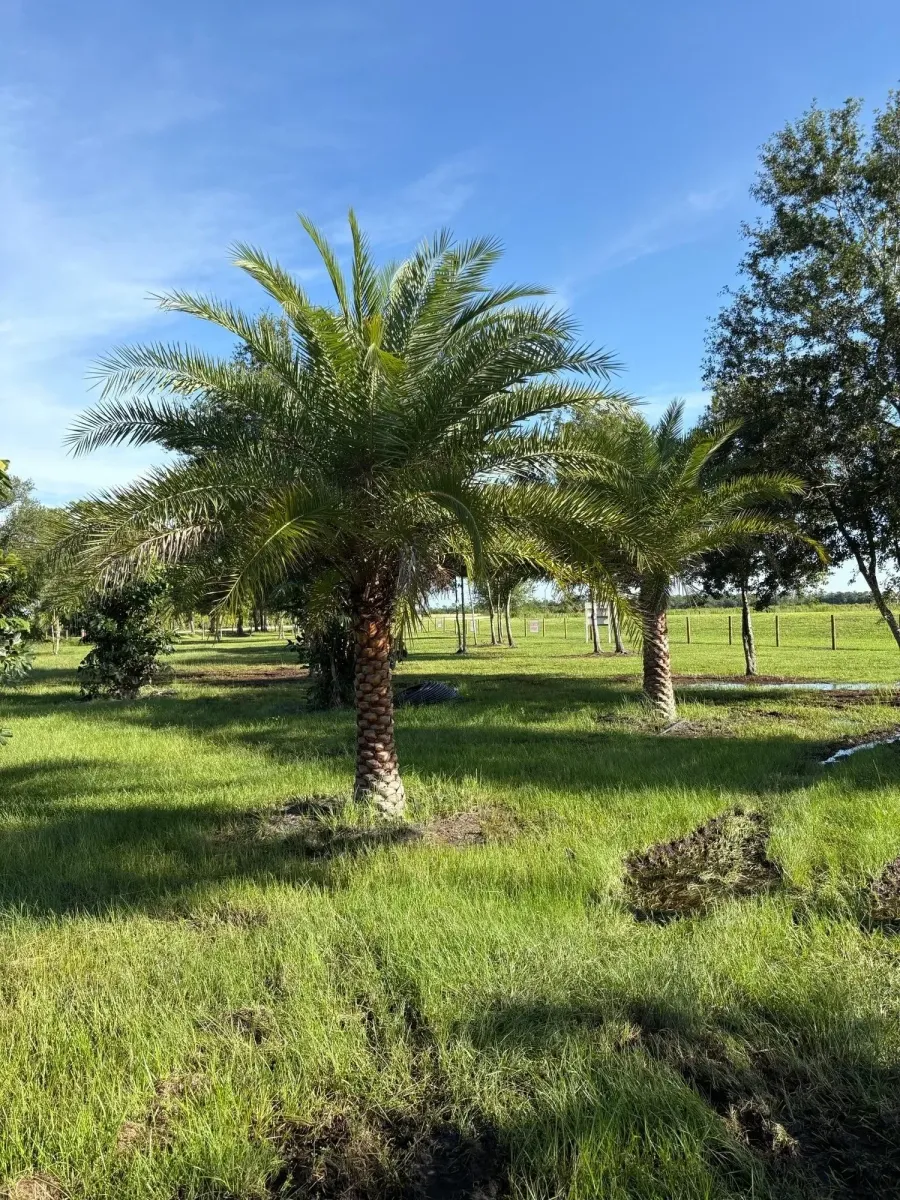 Plant inventory at Rock & Rose Nursery, Alva FL