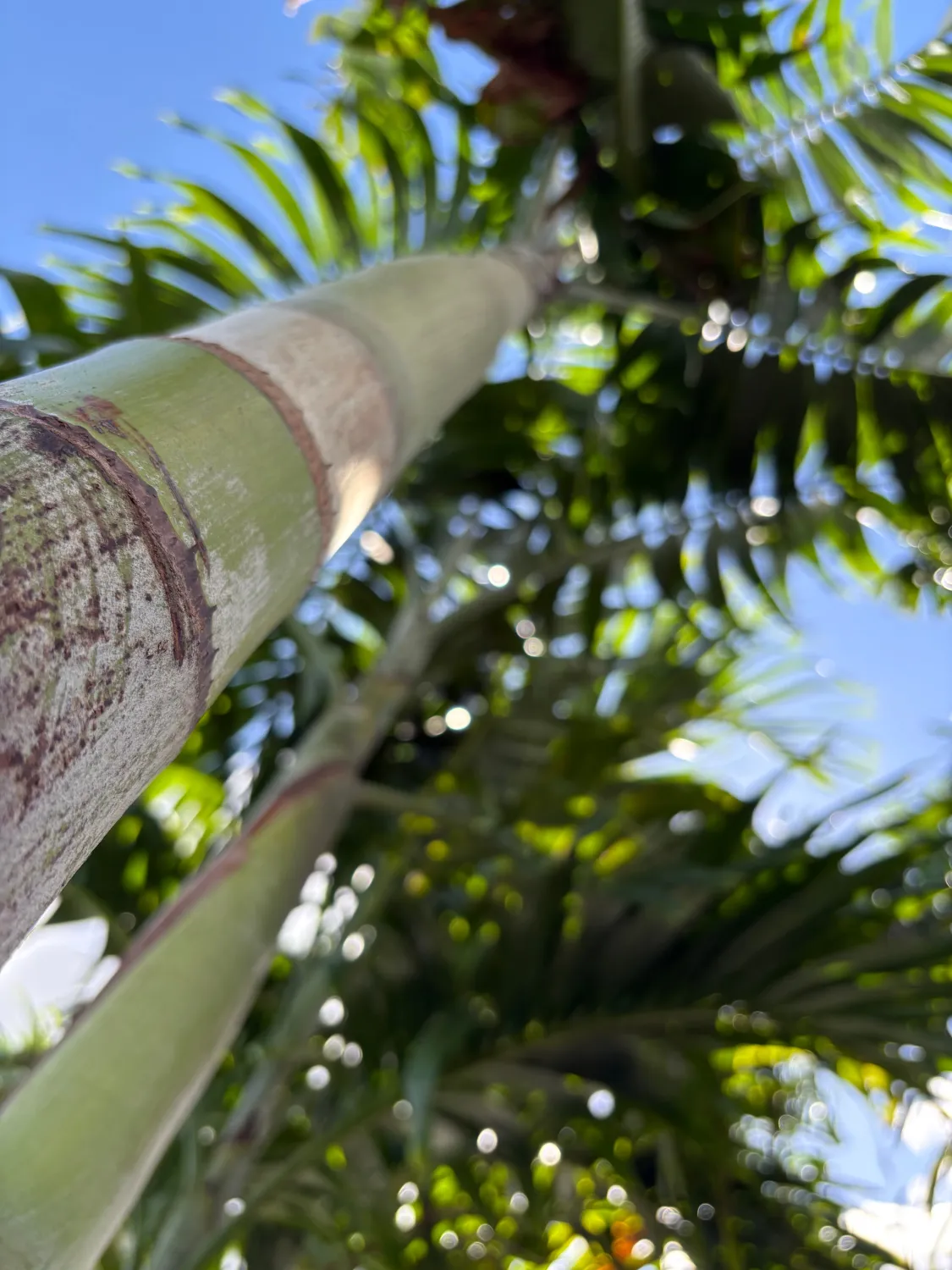 Palm trees at Rock & Rose Nursery