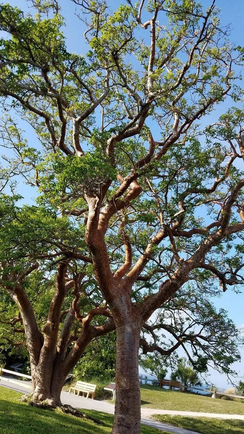 Specimen trees at Rock & Rose Nursery, Alva FL